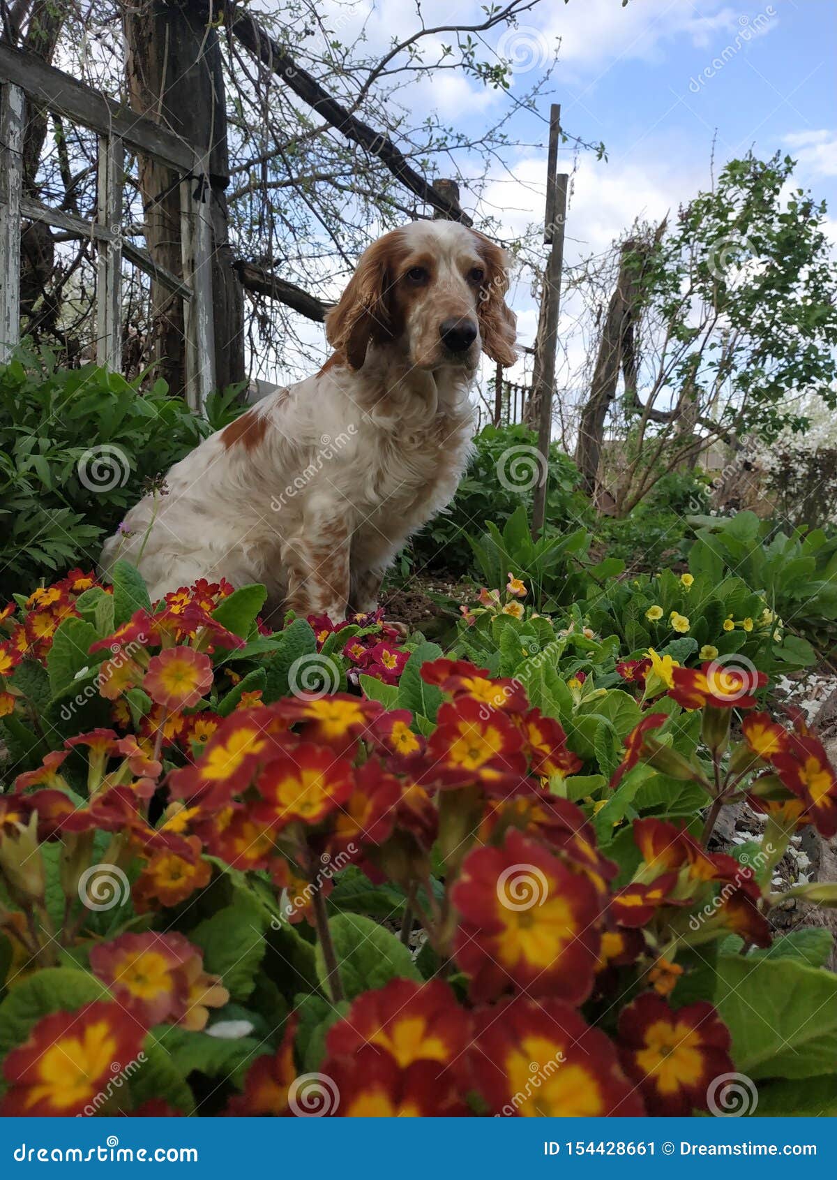 dog in flowers